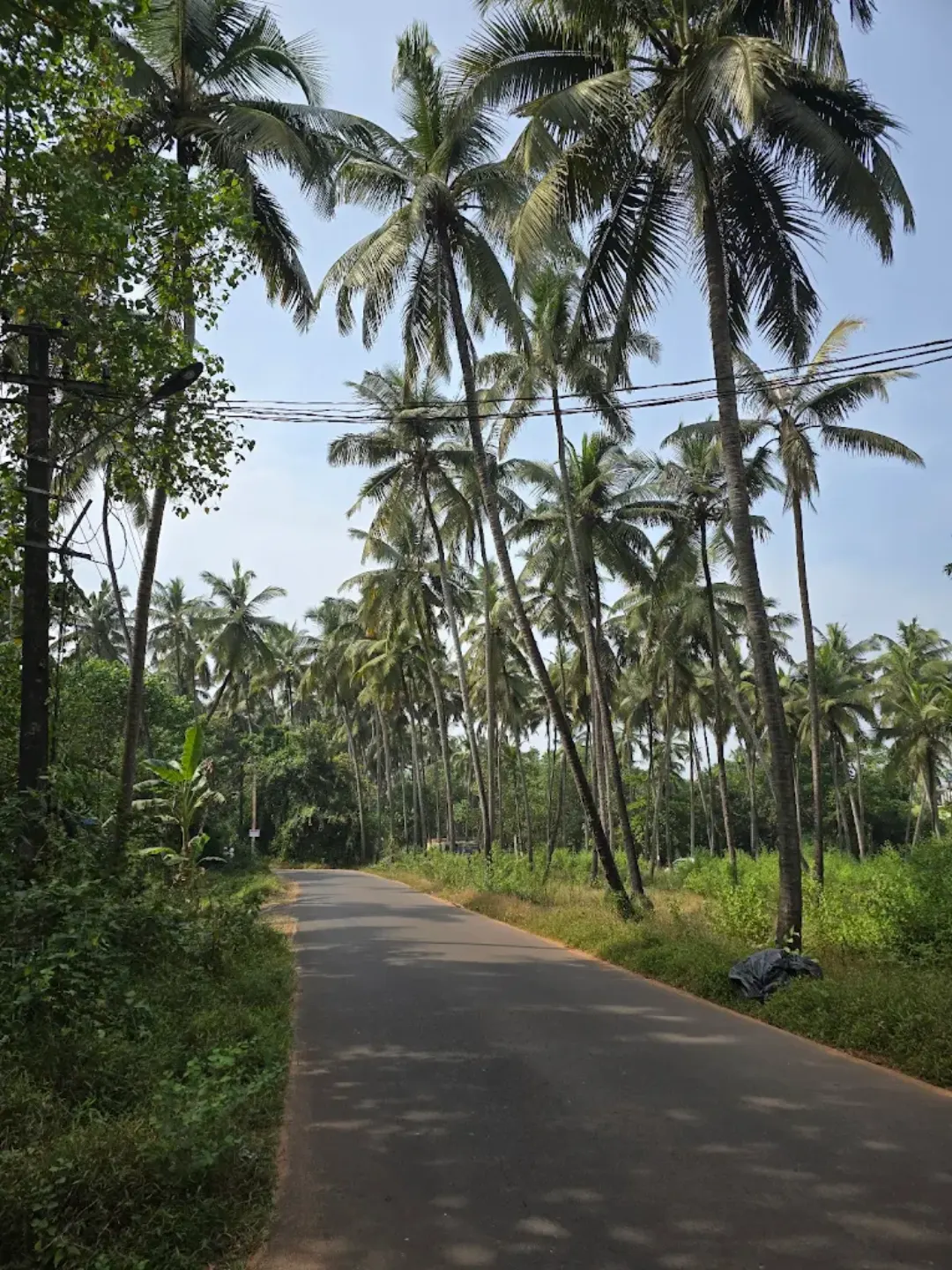 A quiet Goan road winding beneath soaring coconut palms